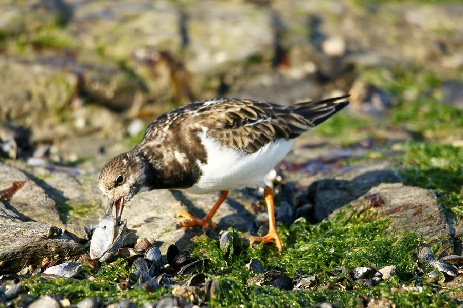 090228 Pornic tourne pierre a collier 76